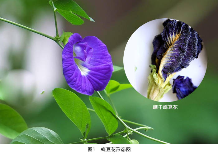 蝶豆花树图片图片