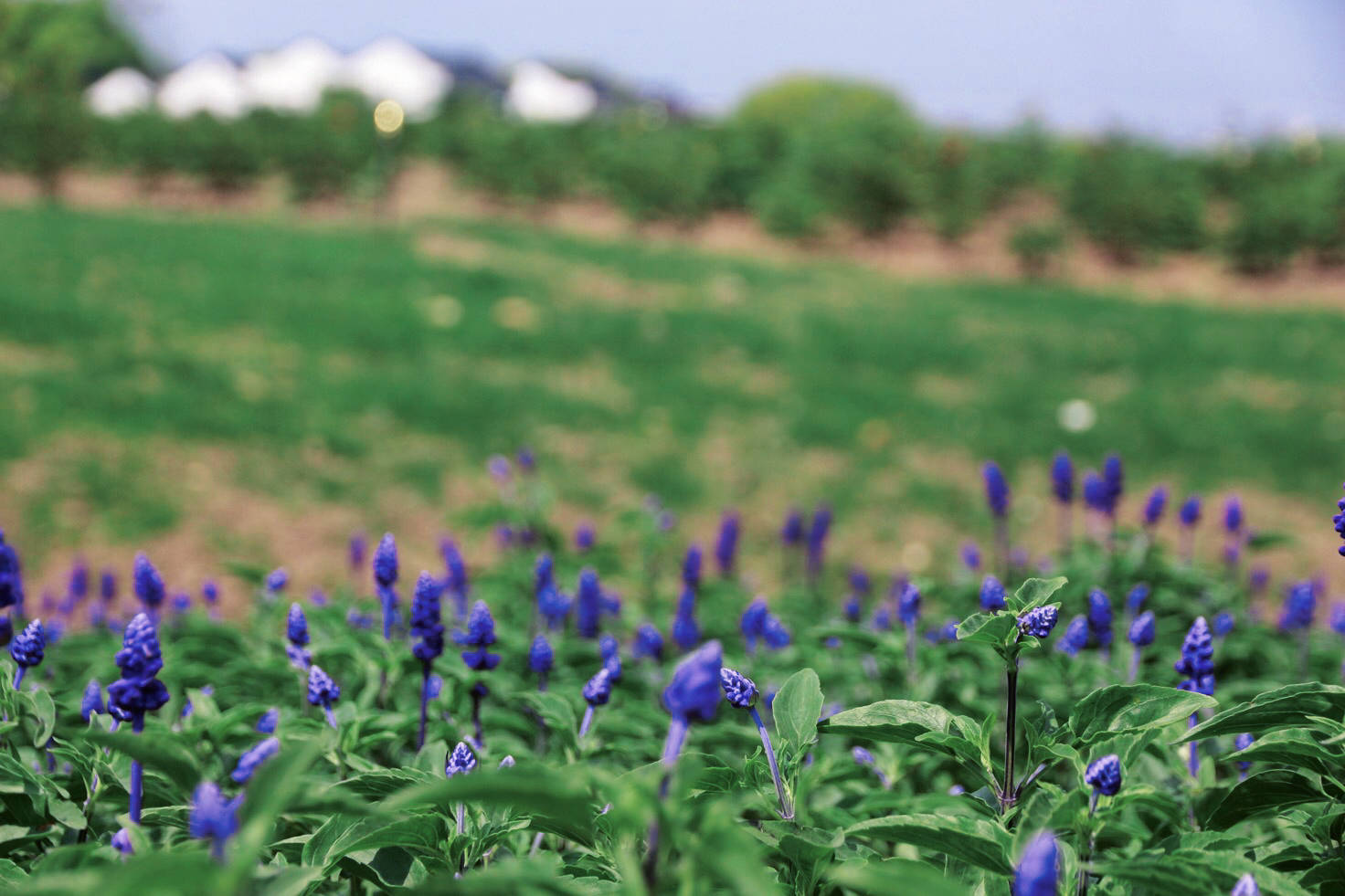 鹿儿韭介绍 d5bfedc69e6a4d2b8fd933d84c4316e8.jpeg