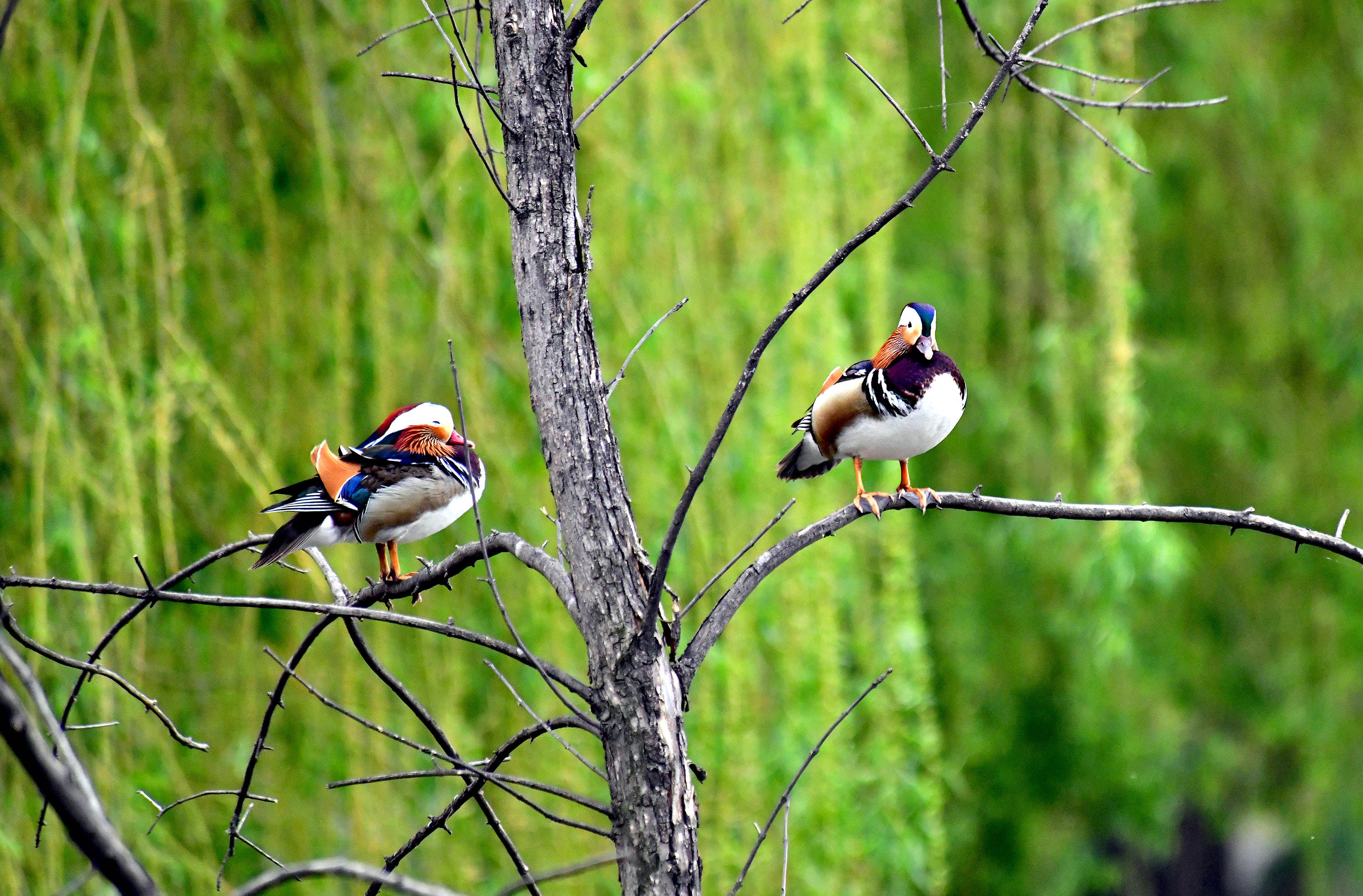花前树下鸳鸯戏水