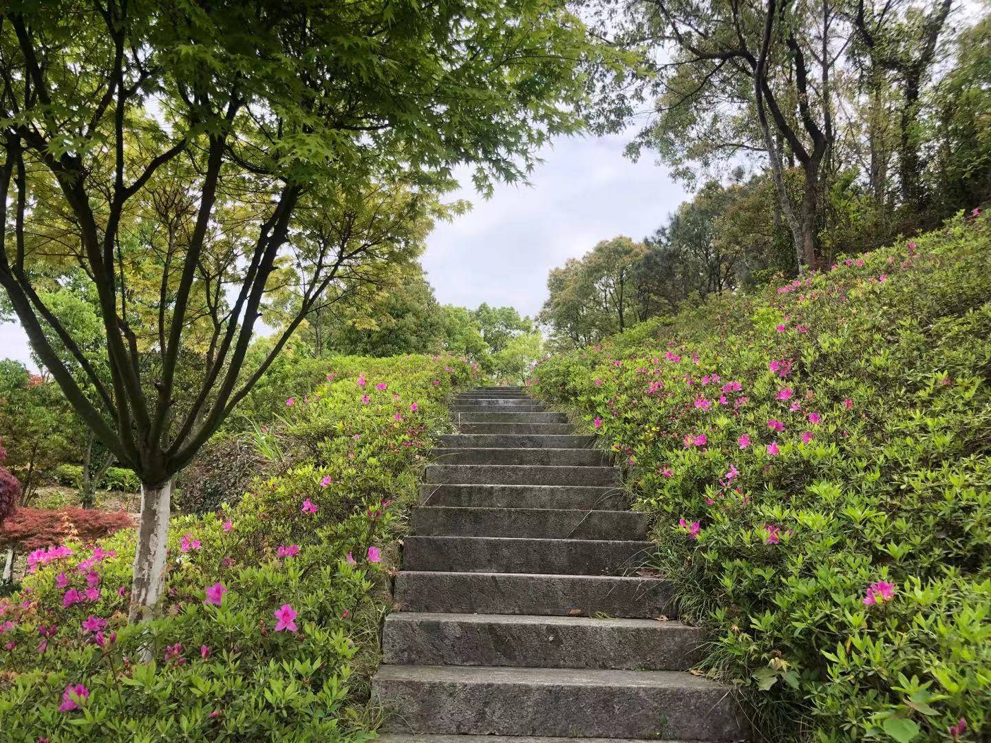 来了给你好看温岭植物园全新亮相一片绚烂多彩的枫叶