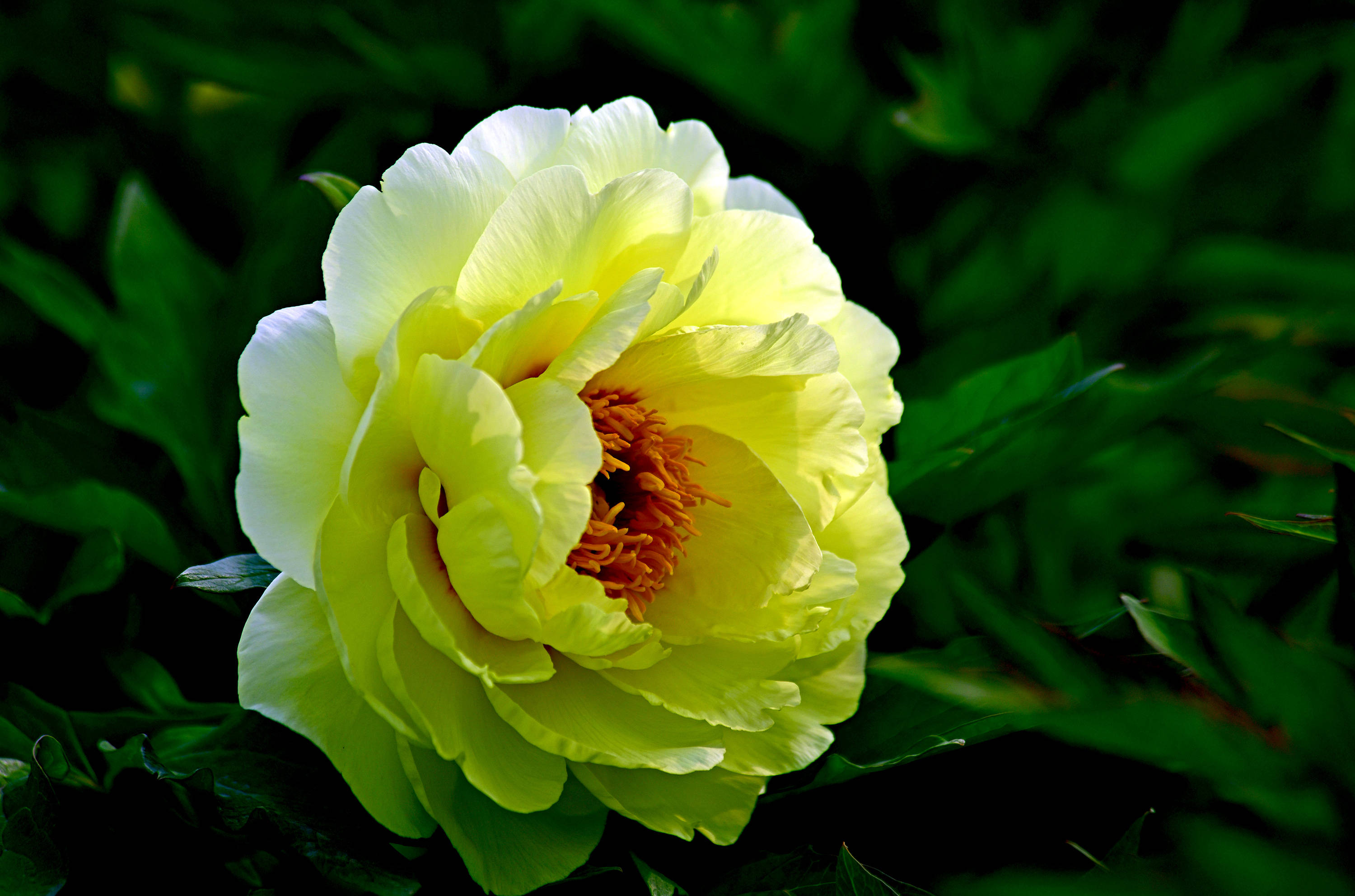 谷雨三朝看牡丹