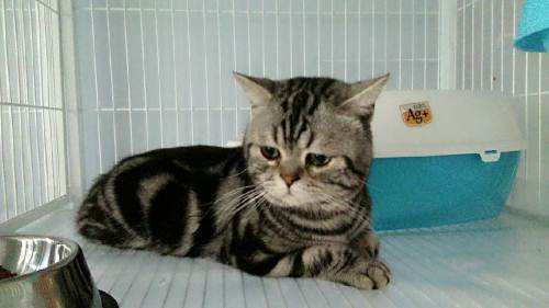 2个月幼猫猫瘟存活率 a56ea068ab024058ad4fc17bcaa32799.jpeg