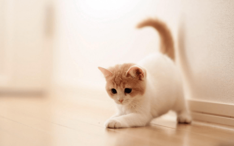 cbc7a80ec32145be86c0dfb92a64d515.png