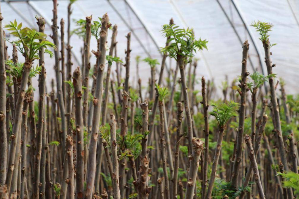 露天香椿种植技术图片