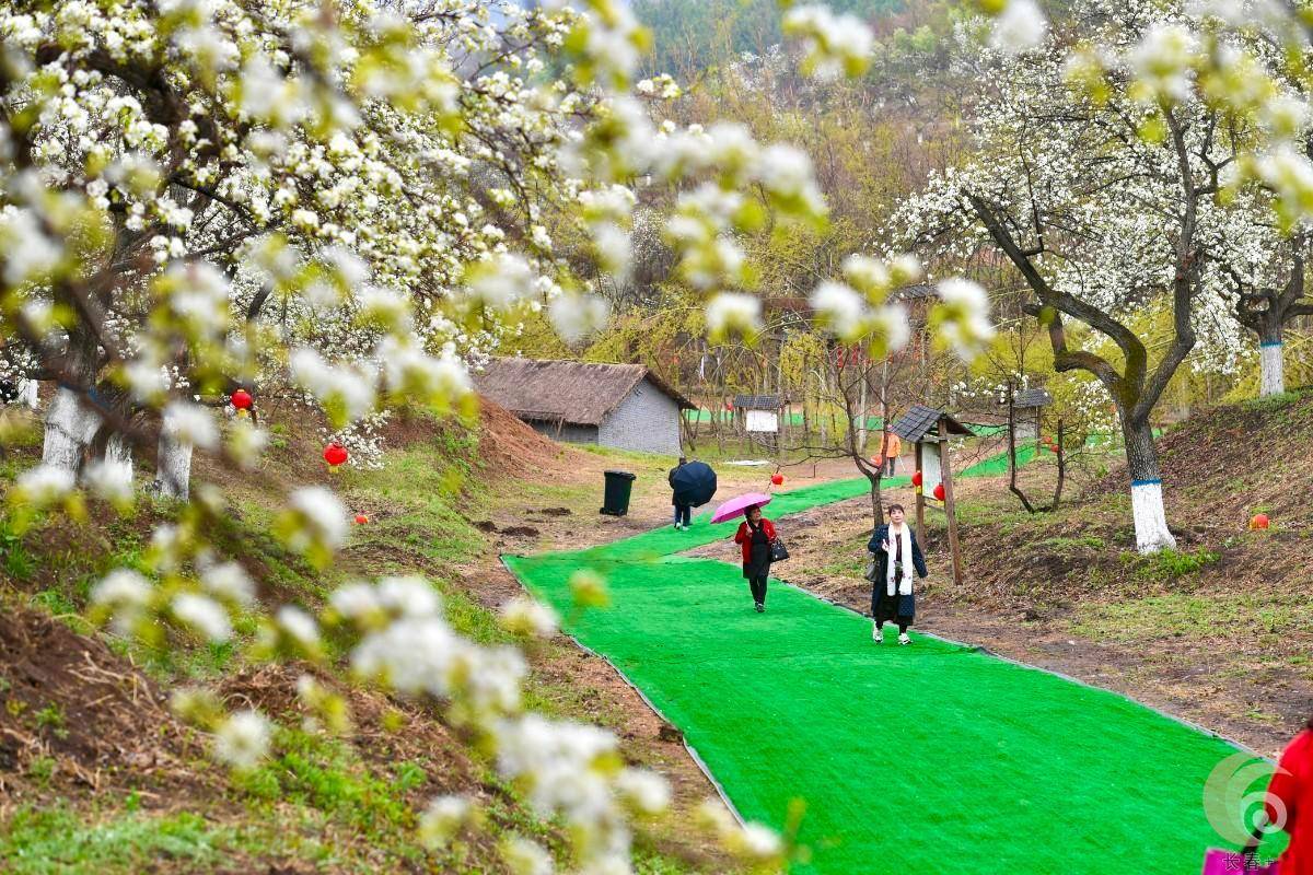 打卡莲花山梨花节,养眼之行从这里出发~_长春