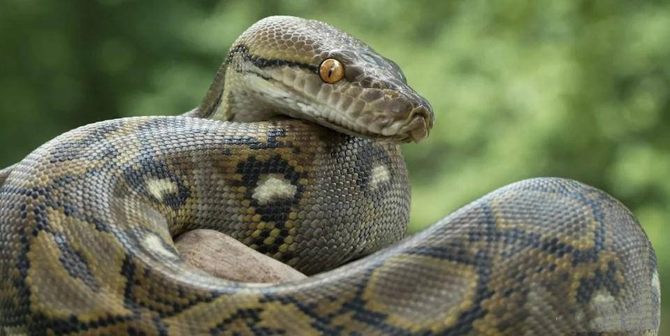 女人梦见蟒蛇,潜意识的警示与启示 女人梦见蟒蛇,潜意识的警示与启示