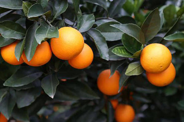 据中国特产协会了解,鹿寨蜜橙其品质特色主要表现为果