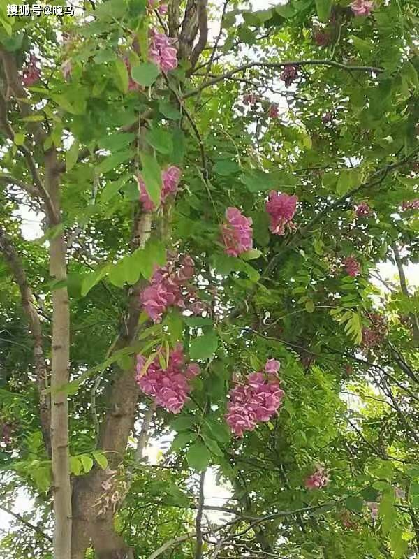 红槐将满脸的红晕天女散花在枝头