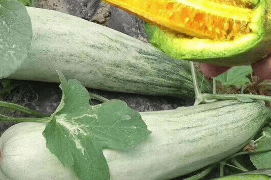 種植的羊角蜜沒有甜味,怎麼辦?羊角蜜怎麼管理更好?