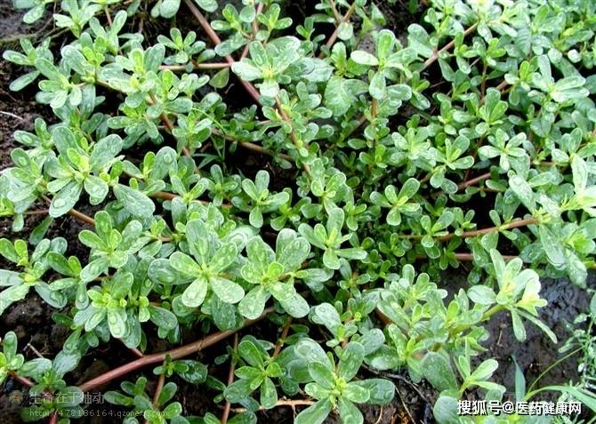 ����Ϊ����Ȼ�����ء�����������ʥƷ ���ܶ� һͬ�������� ...