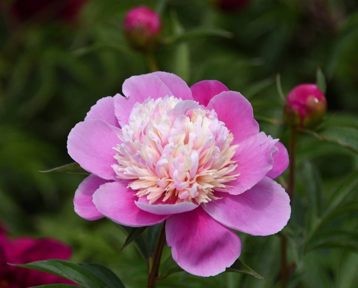 圆明园含经堂芍药进入盛花期争奇斗艳惹人醉