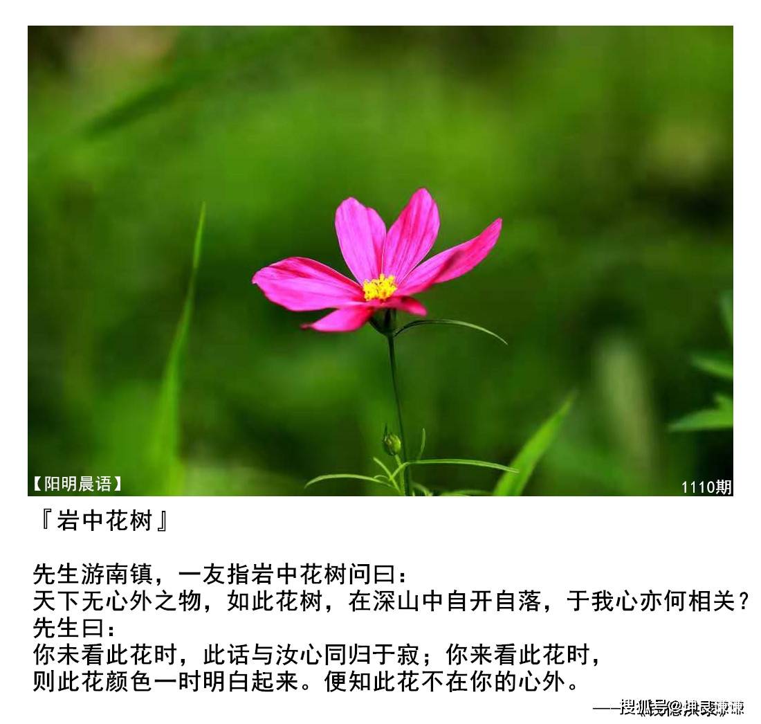 阳明晨语1110期岩中花树