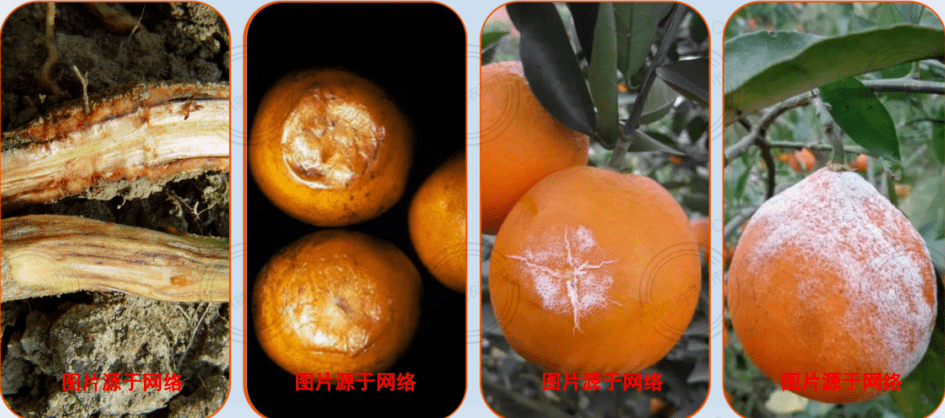 酸腐病黑星病煤烟病青霉病03柑橘常见细菌性病害溃疡病黄龙病