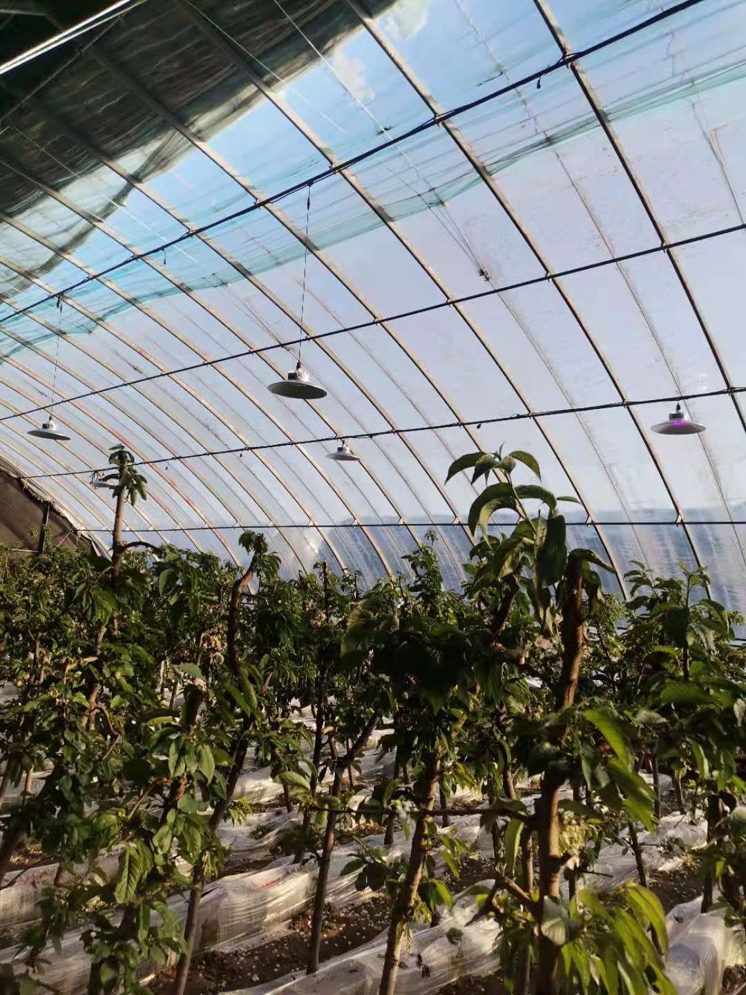 如何种好盆栽车厘子 种植