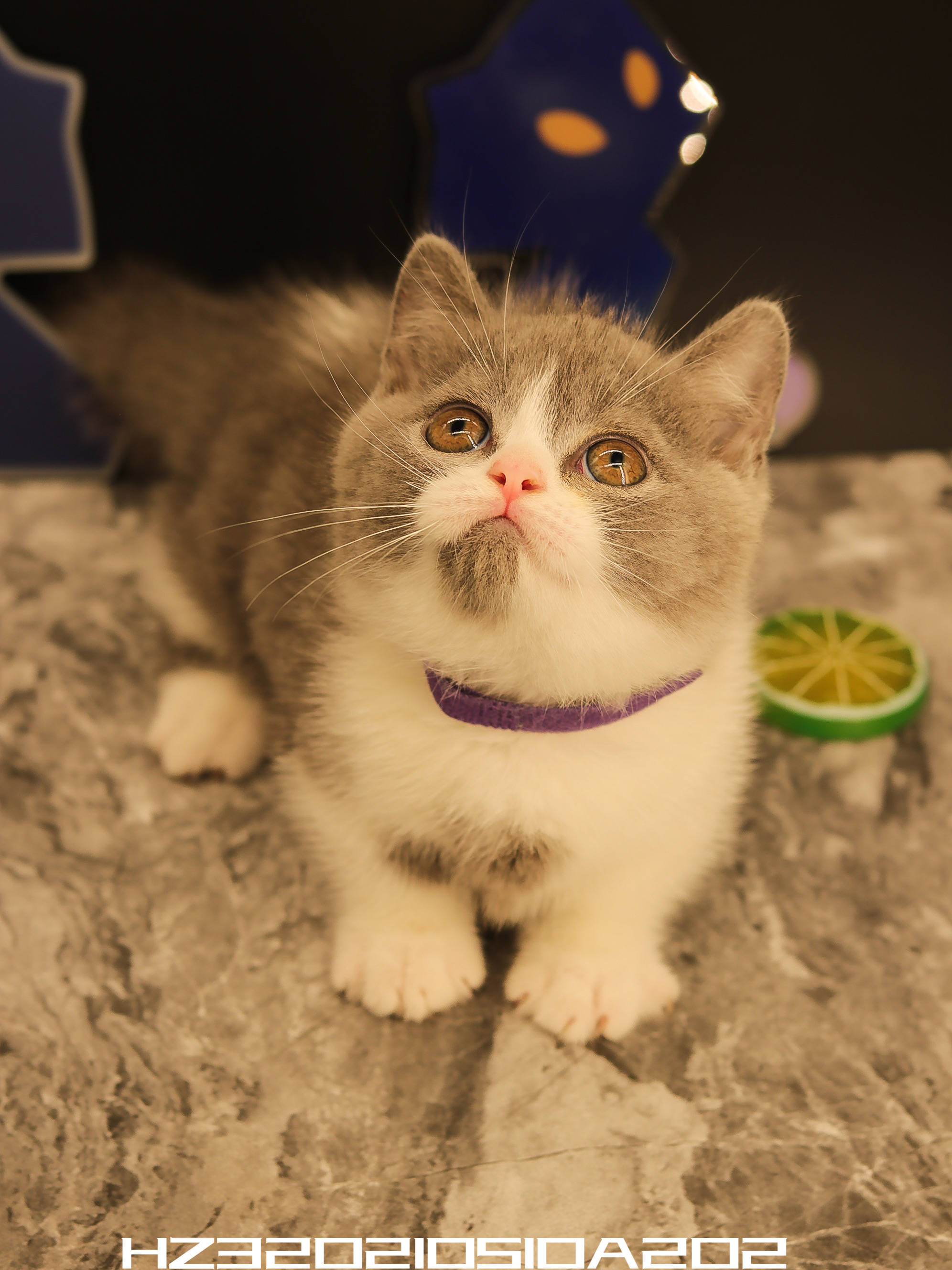 幺社领养猫咪第四期布偶双色布偶重点色英短蓝白英短银点