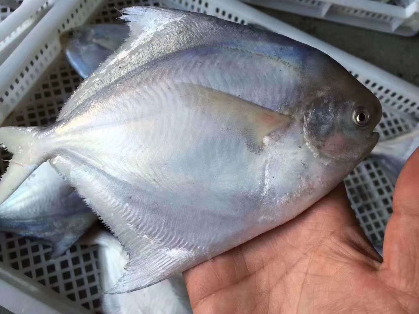 海捕小白鲳鱼巨大的斑节虾海钓大管斗鲳鱼也叫中华鲳午鱼海中王子蓝尾