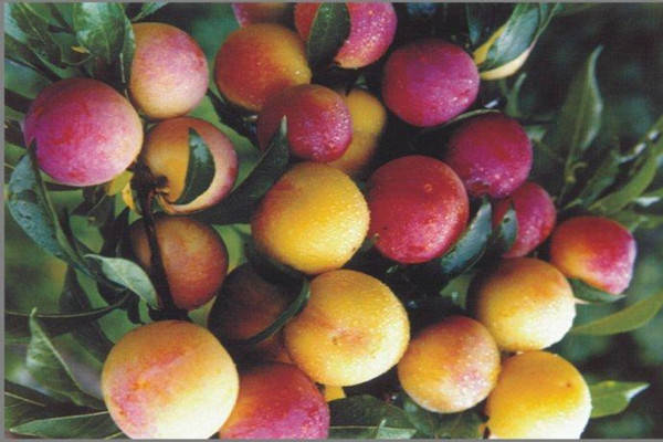 特产早知道——南丹黄腊李