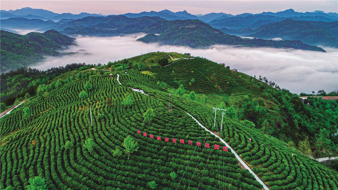 陝西打造茶旅融合新天地