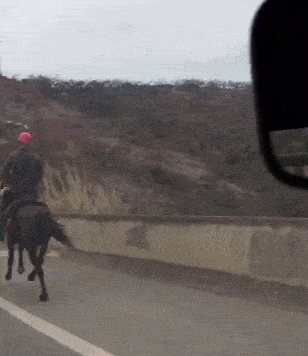 原创搞笑gif图今天在高速公路上看到这位大哥骑马在赶路