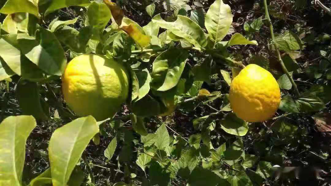 隆阳区汉庄镇香橼项目种植助推产业发展