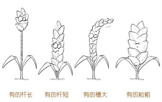 稻子生长过程简笔画图片