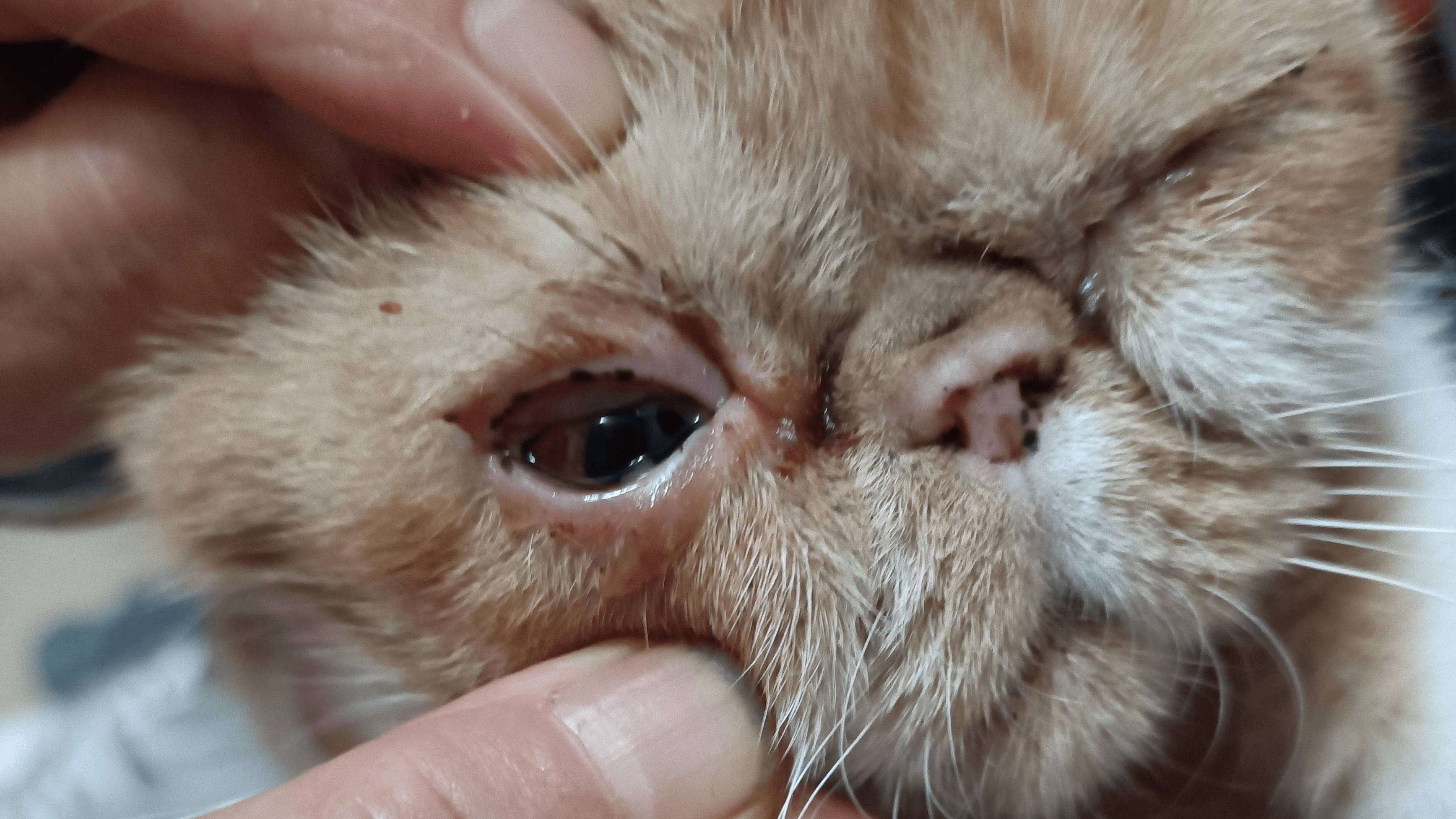 猫疱疹病毒(猫鼻支)的介绍