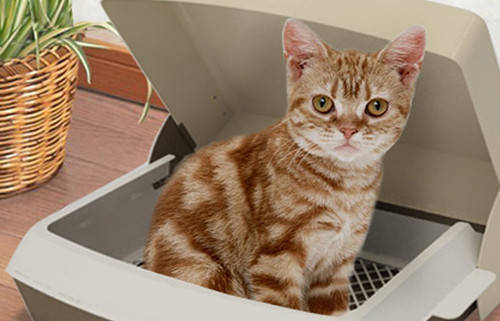 怎么样才可以让猫咪多喝水 db69618dcb954a3d95df495503b260af.jpeg