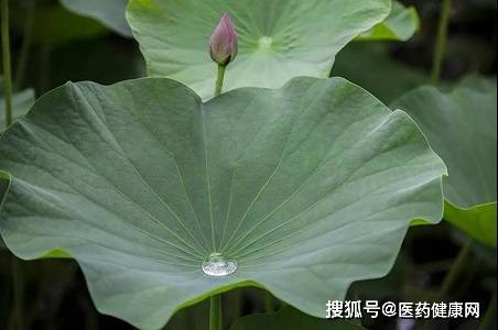 荷叶怎么喝祛湿 7162fb78ceab41438e26f64cc945e81f.jpeg