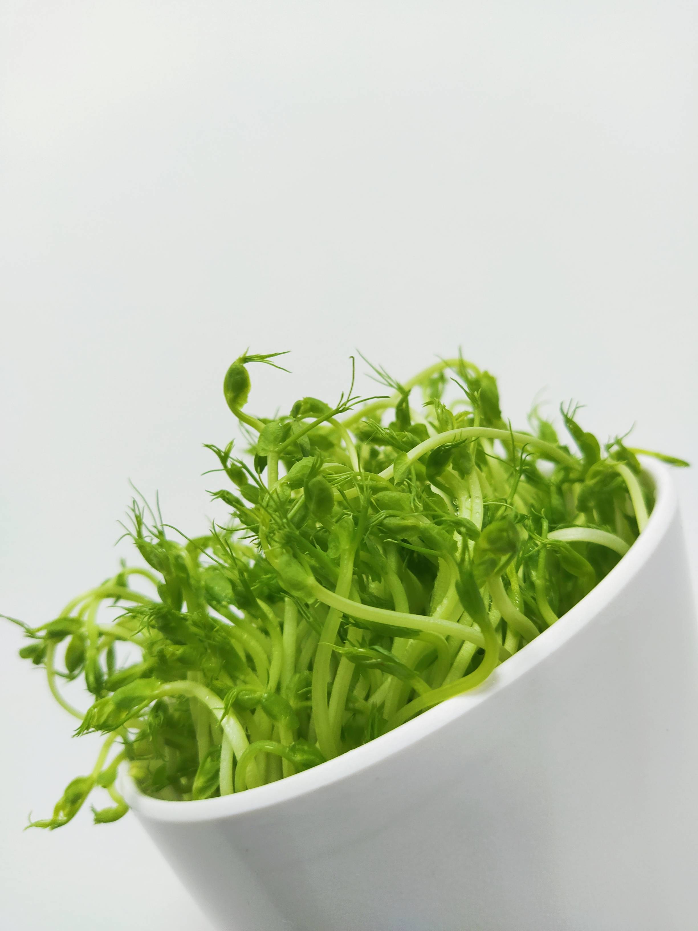 安鲜小舍带你认识豆类芽苗菜