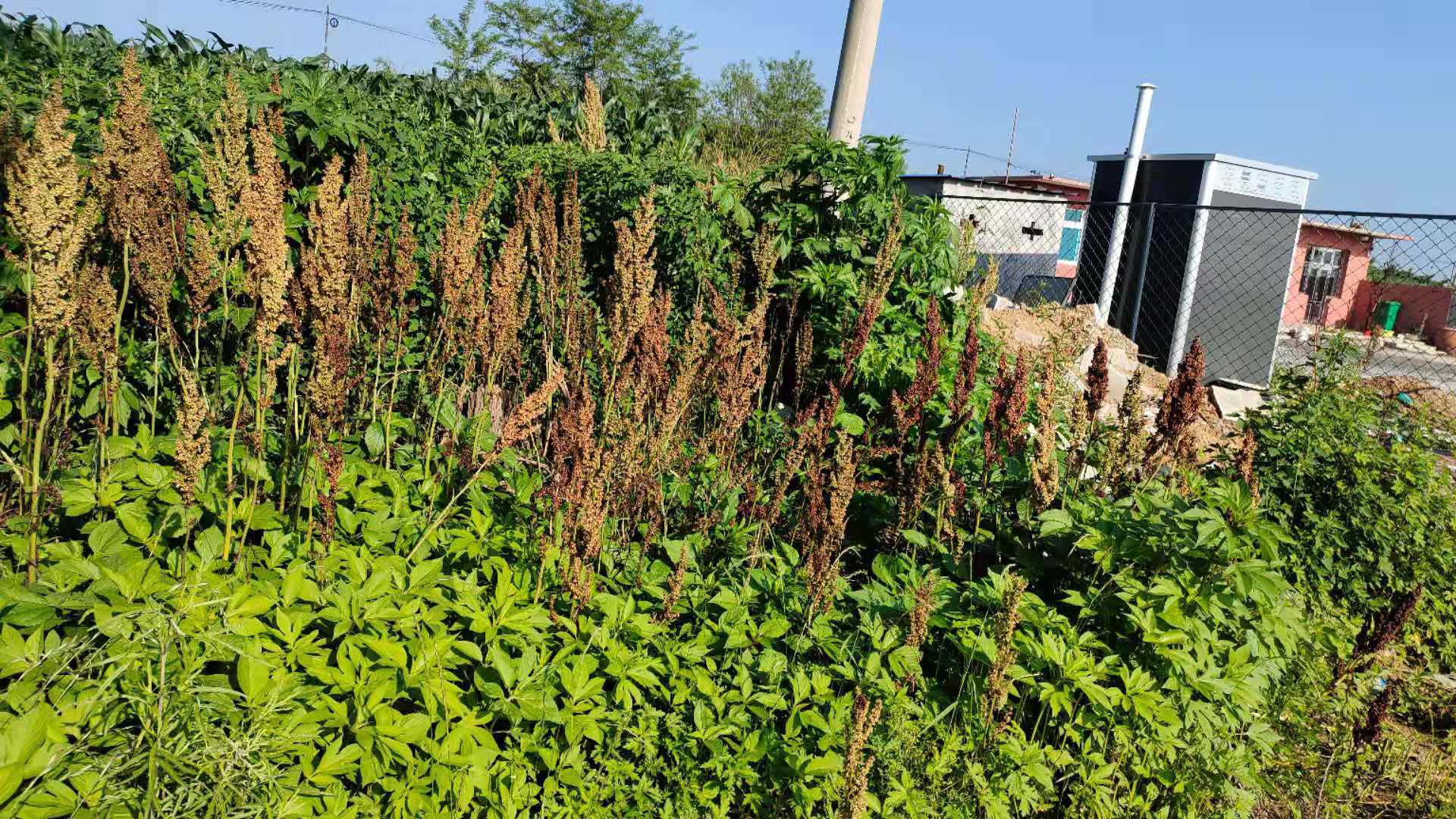 原创美丽乡村岂容毒草泛滥?三裂叶豚草攻陷普兰店区城子坦