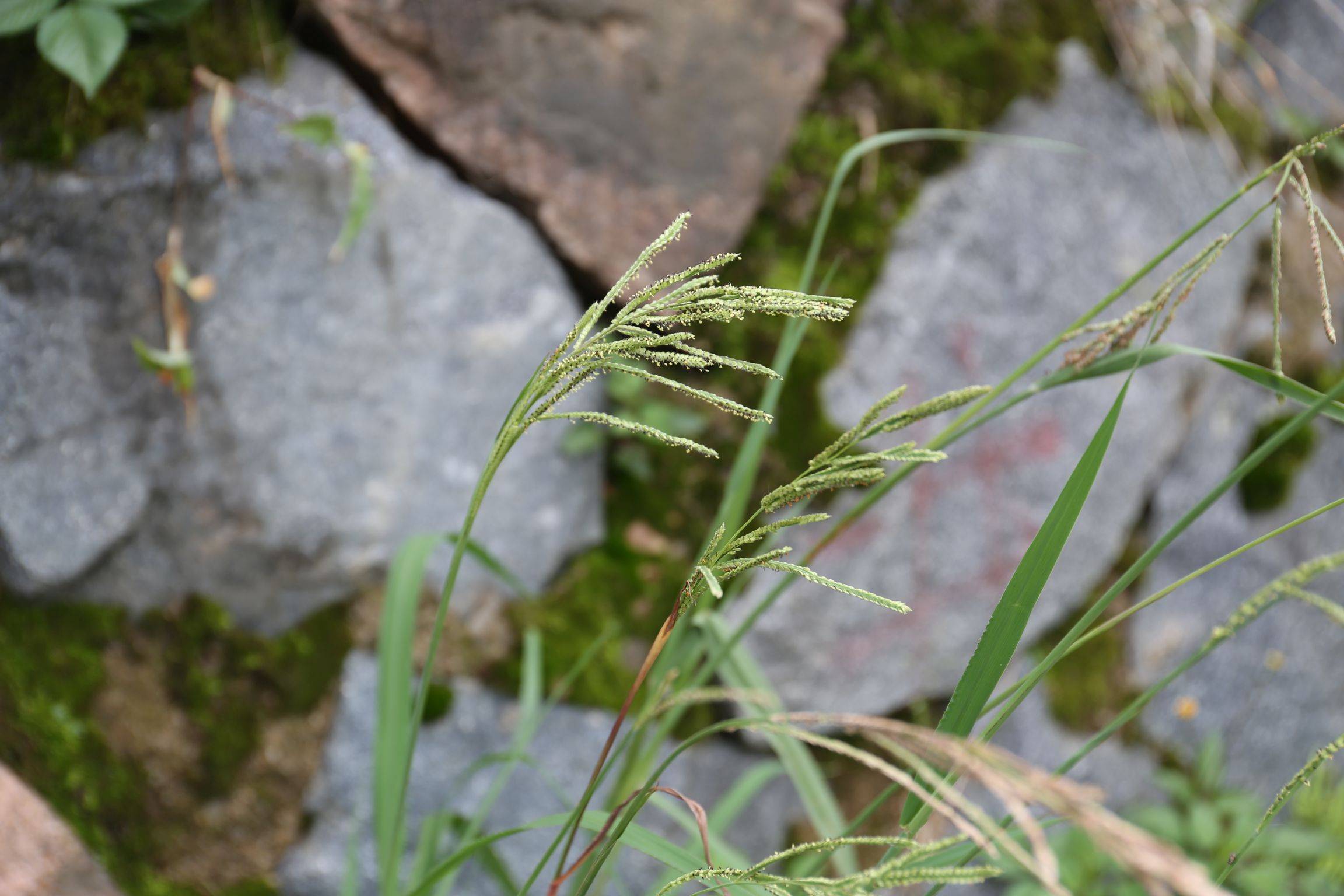 庆元植物1411禾本科雀稗属丝毛雀稗