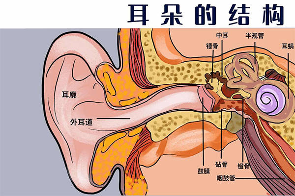 耳朵的分布结构图图片