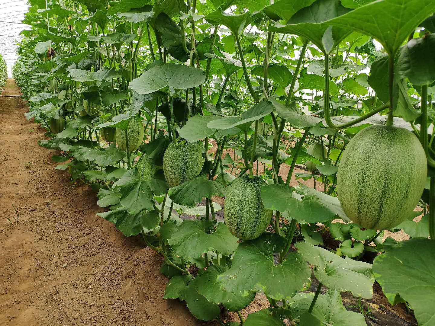 种植甜瓜有什么好用的增甜技巧吗多方位增甜措施了解一下