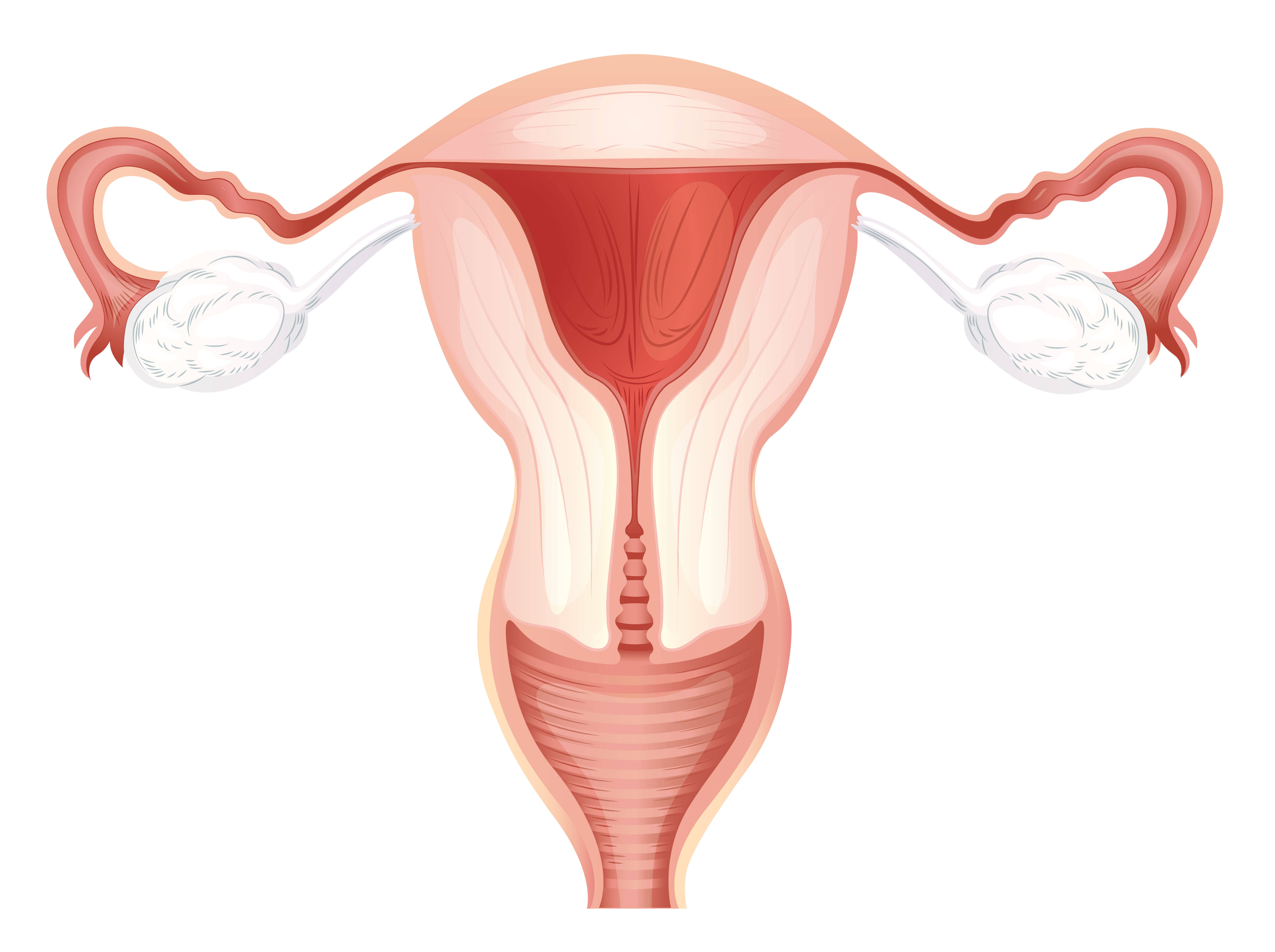 子宫卵巢位置图 卵巢功能衰退能恢复吗