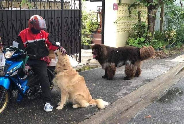 金毛带一群恶犬在马路上"抢劫",铲屎官赶到后……气哭了