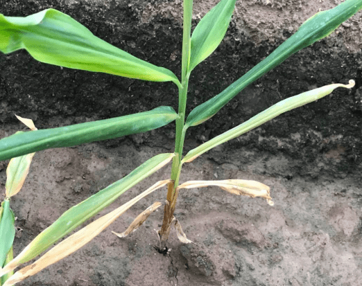 大姜烂脖子病怎样防治