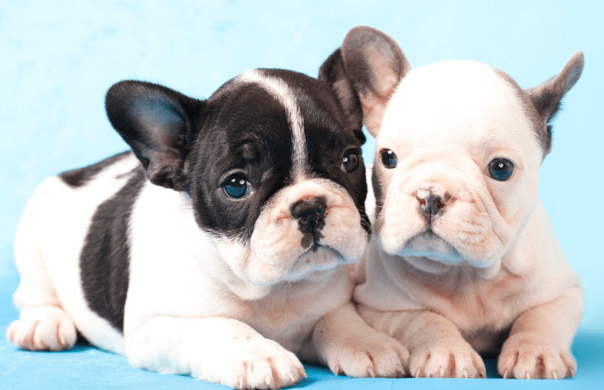 狗狗来月经的症状 生理