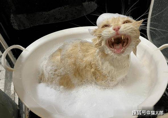 猫咪洗澡应激反应表现 5f3741c58a1e45f2bb79dc3ccd23fb9a.jpeg