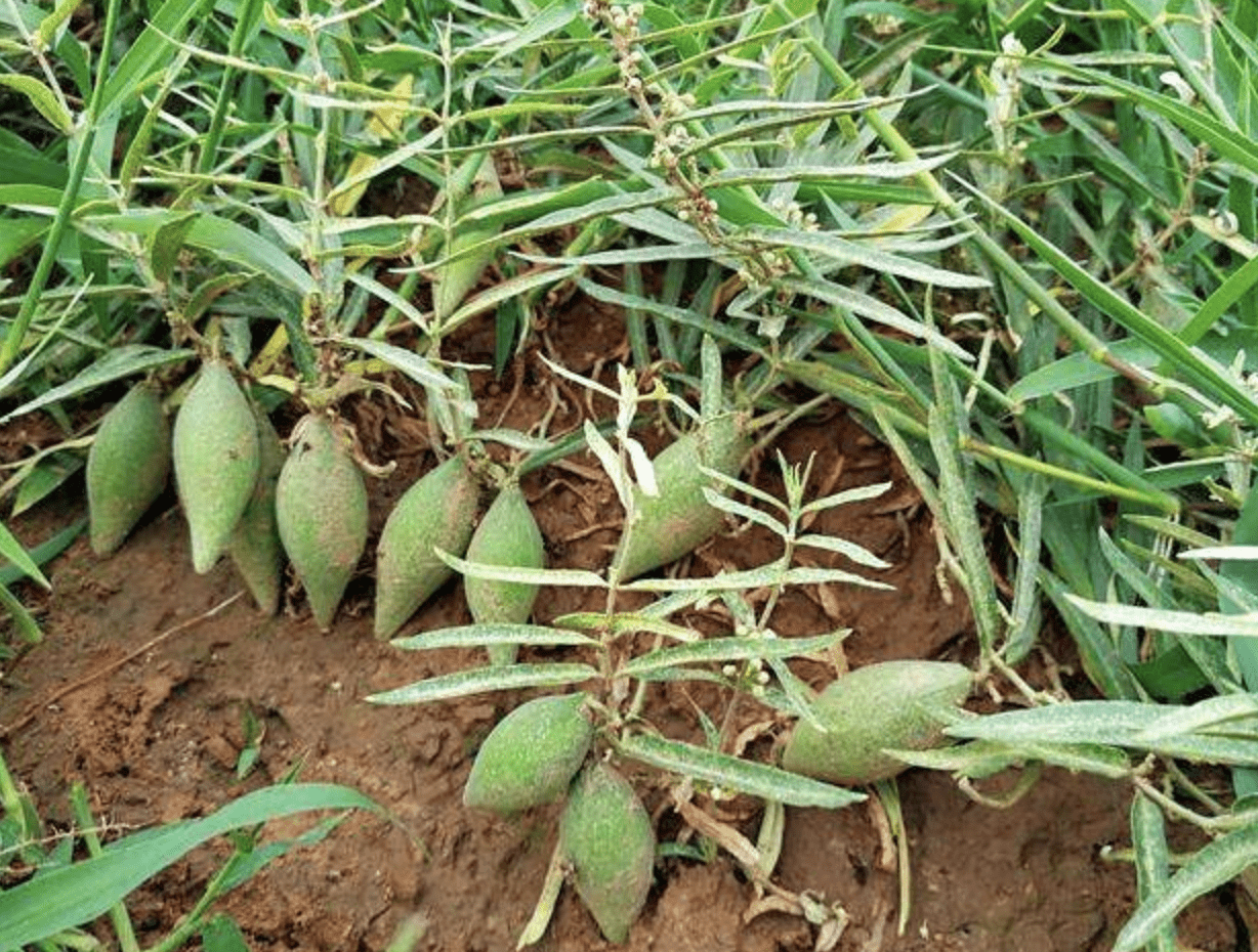 一种吃起来有些奶味的野果,不过现在很少见了 ,你见过吗?