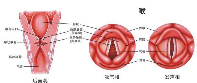 貴陽銘仁耳鼻喉醫院:喉乳頭狀瘤有什麼症狀?_腫瘤