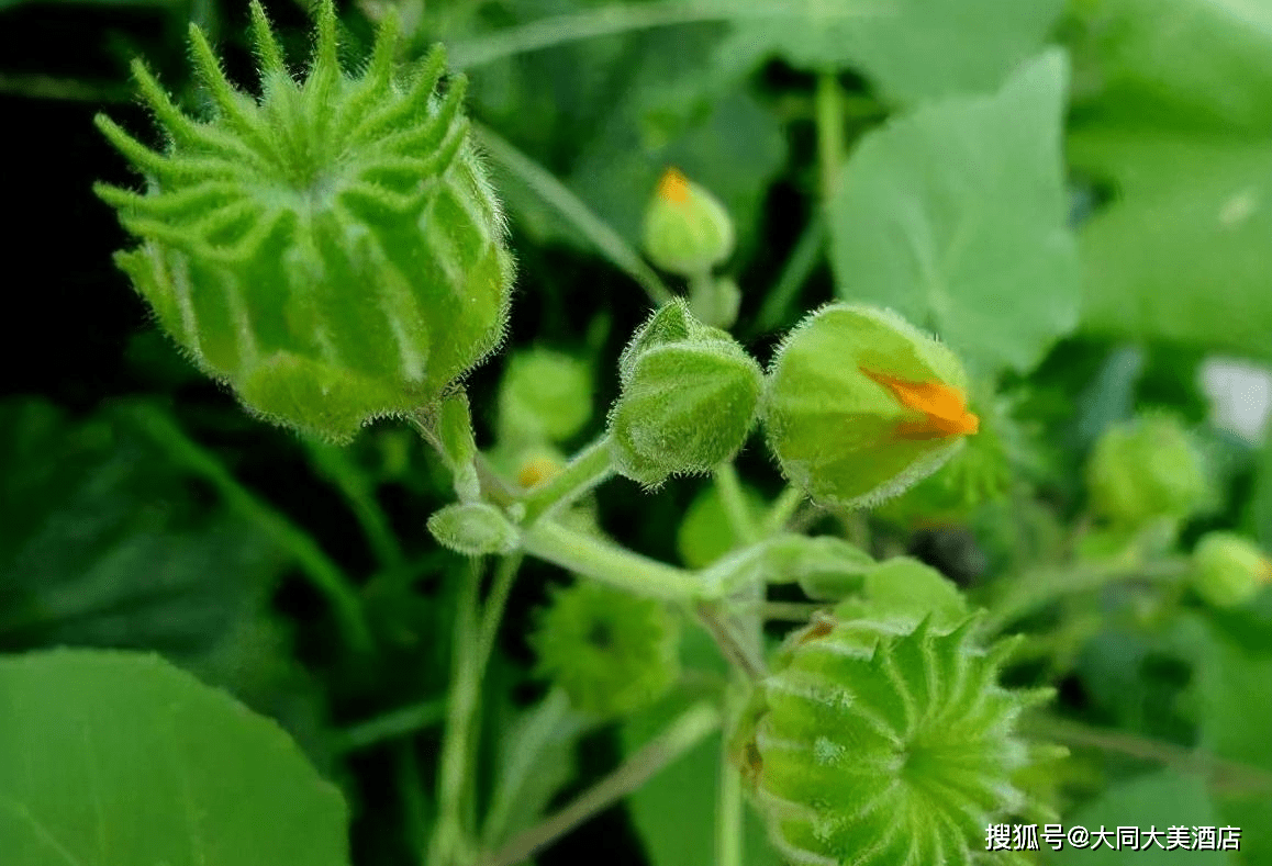 這種植物就是苘麻,有些地方也叫響耳草,磨盤草等等.