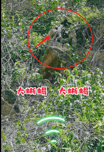 "哦哟哟大蜥蜴大蜥蜴"极危物种圆鼻巨蜥再度现身云南龙陵!