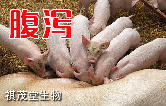 猪腹泻发烧是什么原因引起的