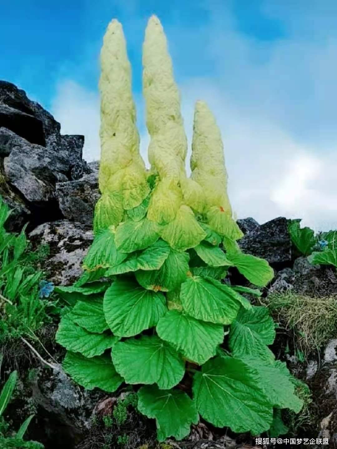 原创塔黄幽径迷人吟不尽云岩耸处指苍穹庄顺荣诗词作品