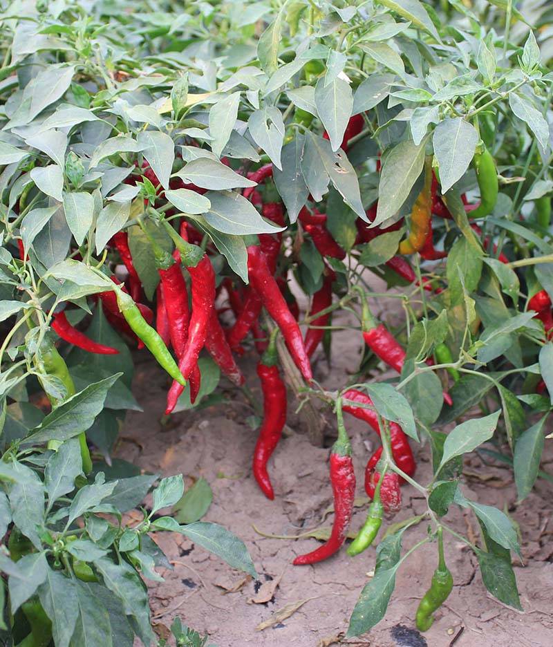 红丰九号辣椒种子