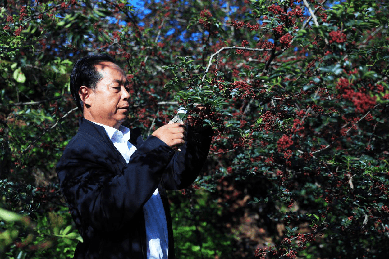 花椒树的种植方法(花椒种子怎样处理才能种出来)