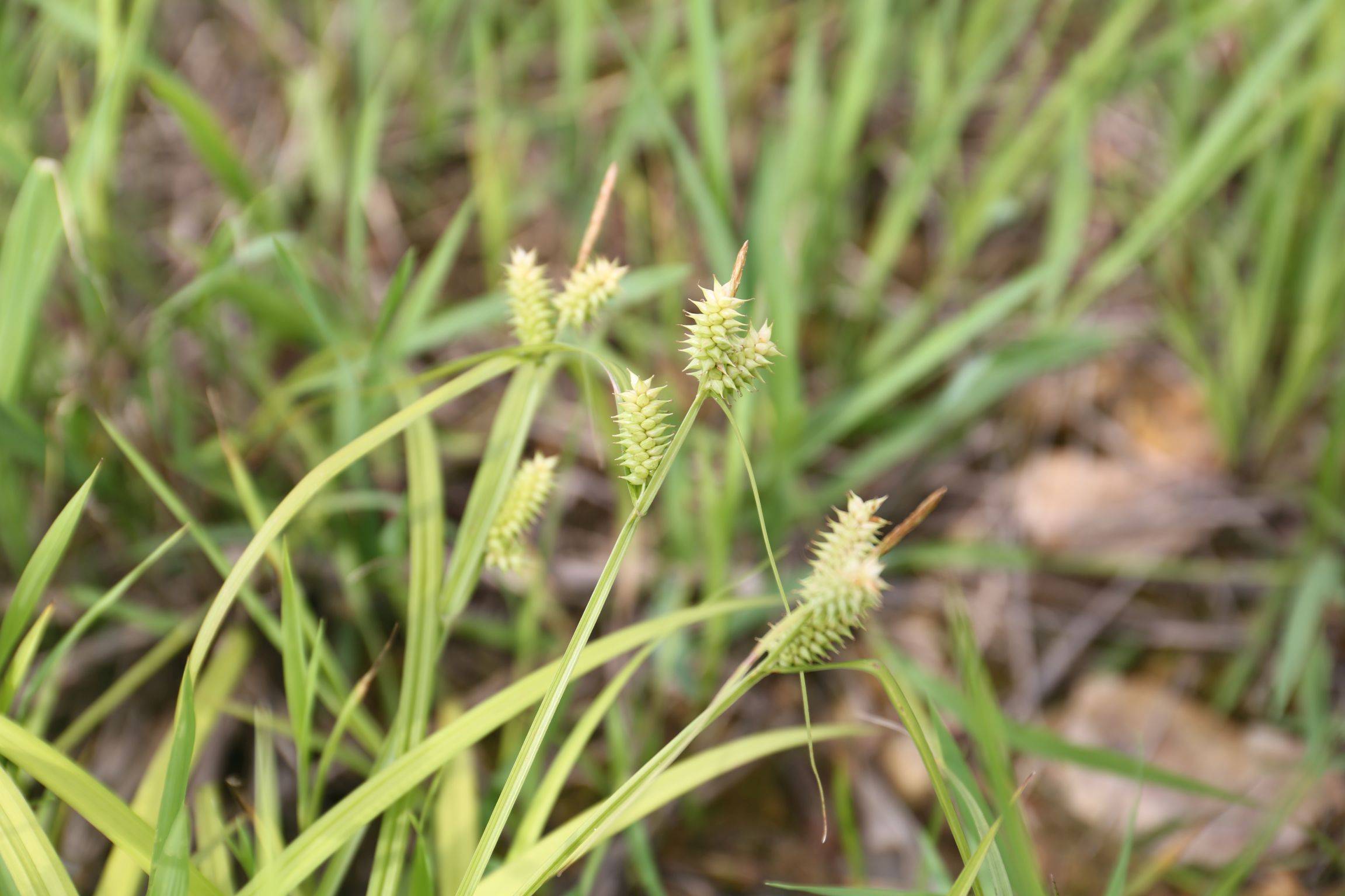 庆元植物1417莎草科薹草属似柔果薹草