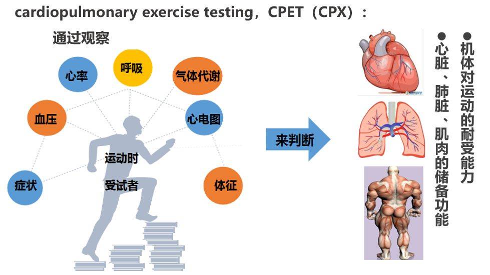 心肺运动试验9图解读图片