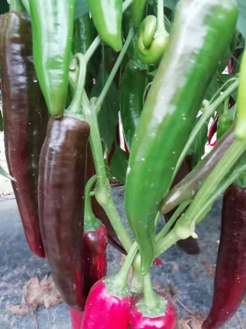 红素8号高产色素椒干鲜两用辣椒种子