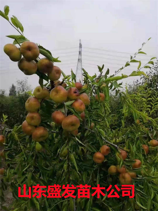 蟠枣管理简便蟠枣花盘大,易坐果,不需要动刀动剪环剥环割也能坐满枣.